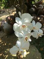 white flower sign of purity