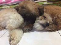 hahah tired much