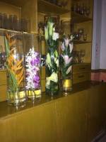 vanda orchids