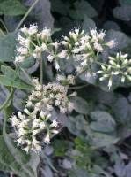 birds of paradise, star gazer, vanda orchids and lilium flowers