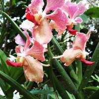 birds of paradise, star gazer, vanda orchids and lilium flowers