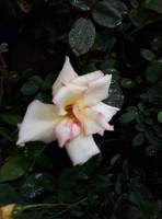 white carnation