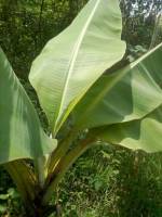 banana tree