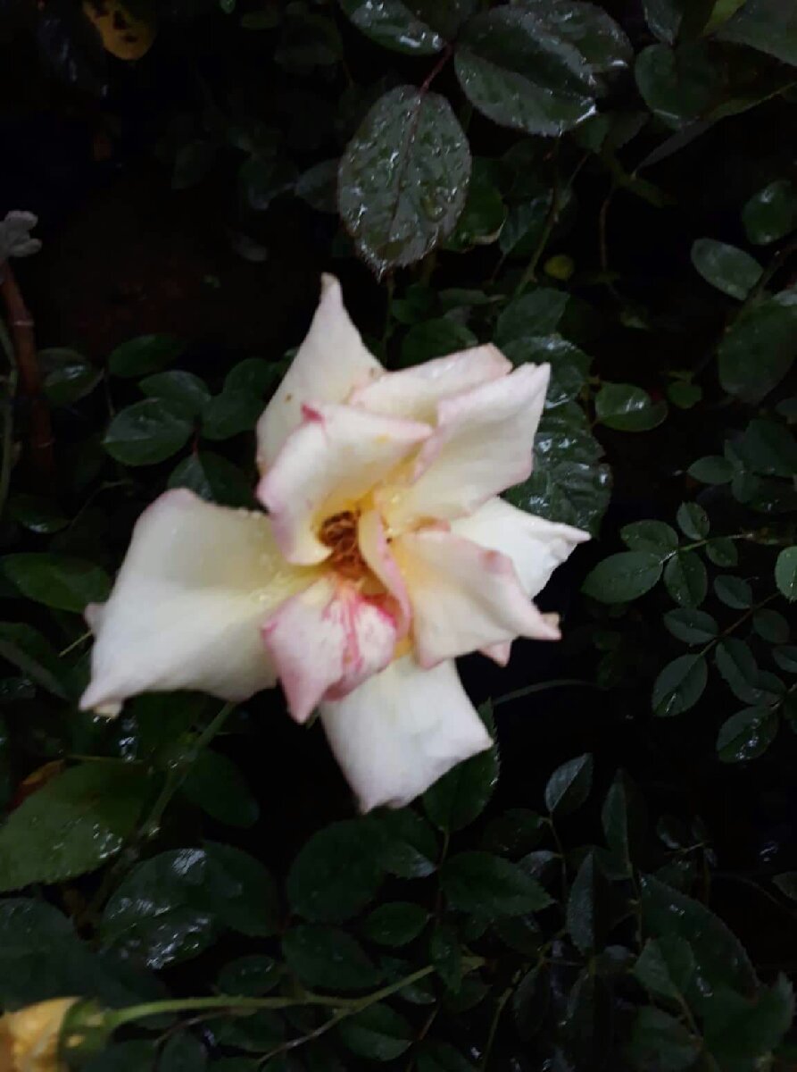 white carnation