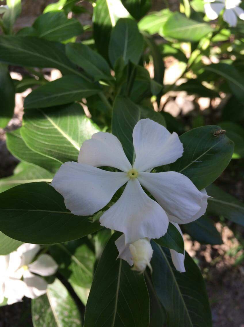 white flower sign of purity