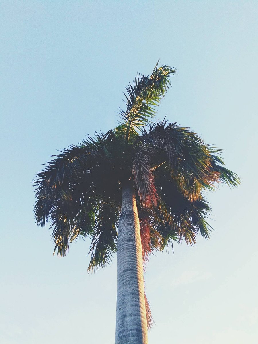 Coconut Tree