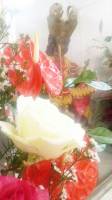 white rose for stonino