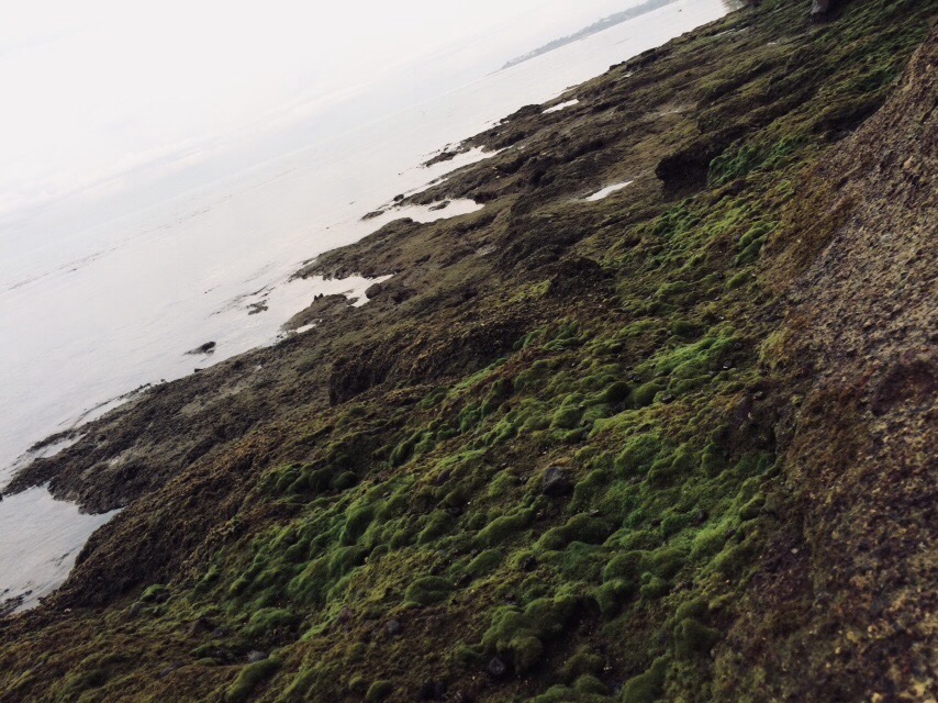 Low tide by the sea
