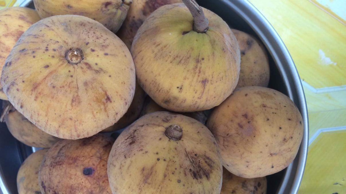 Santolcotton fruit