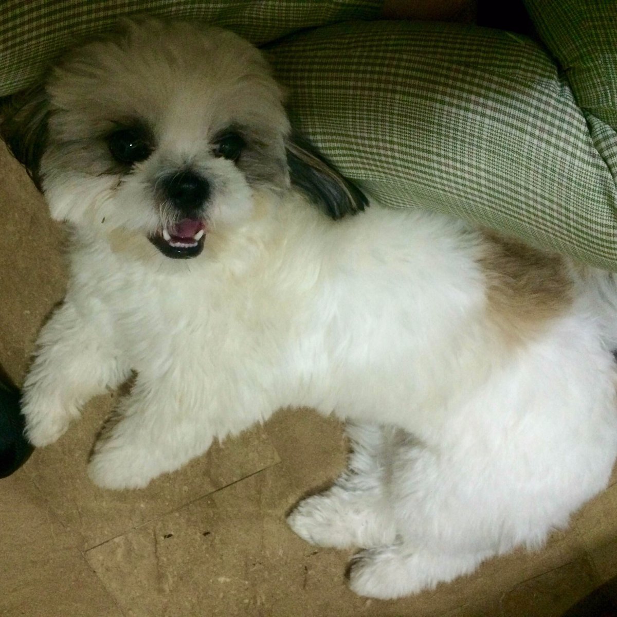 Cute Dog, Dog Smiling, White Fur Dog