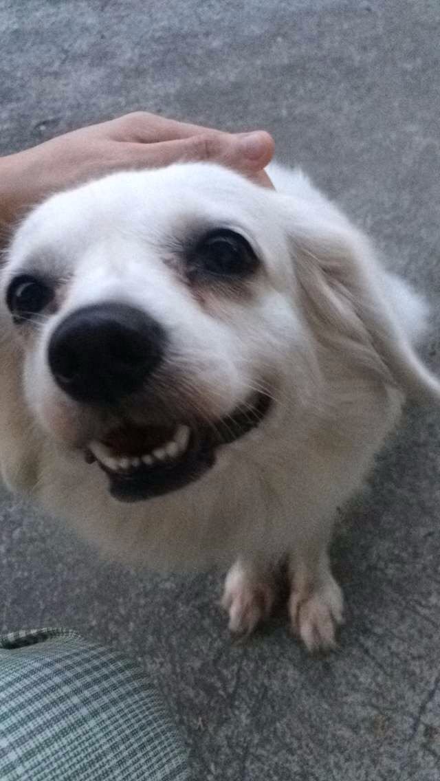 Dog, Cute