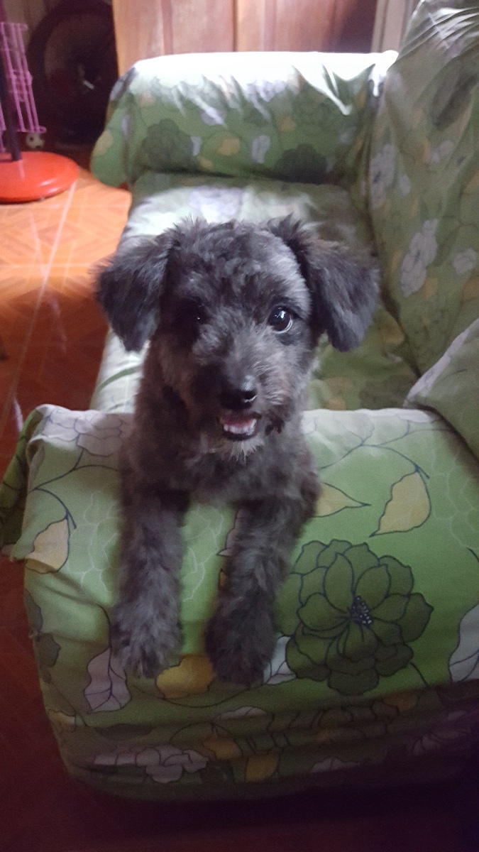 Dog, Puppy, Pomapoo, Cutie
