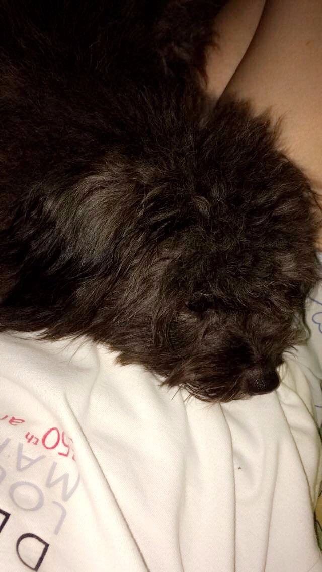 Pomapoo, Dog, Cute