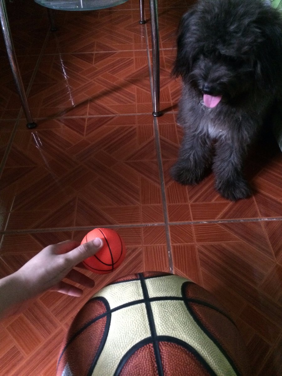 Pomapoo, Doggie, Blackie, Cute, Fluffy
