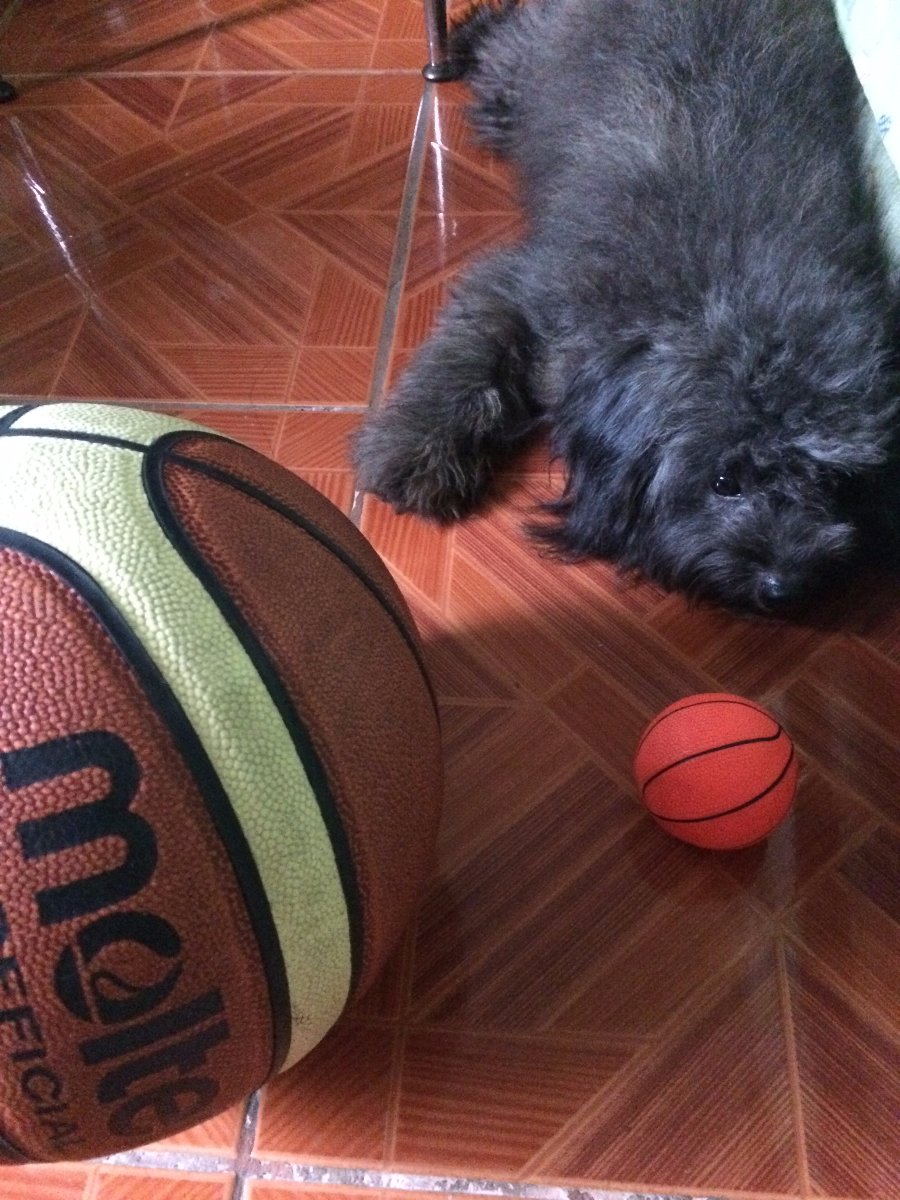 Pomapoo, Doggie, Blackie, Cute, Fluffy