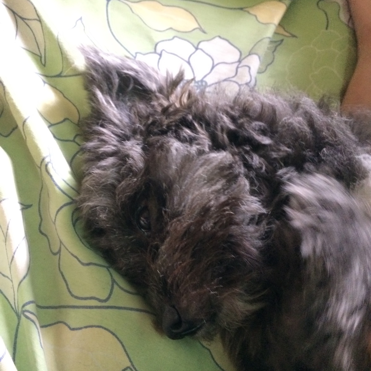 Pup, cutie