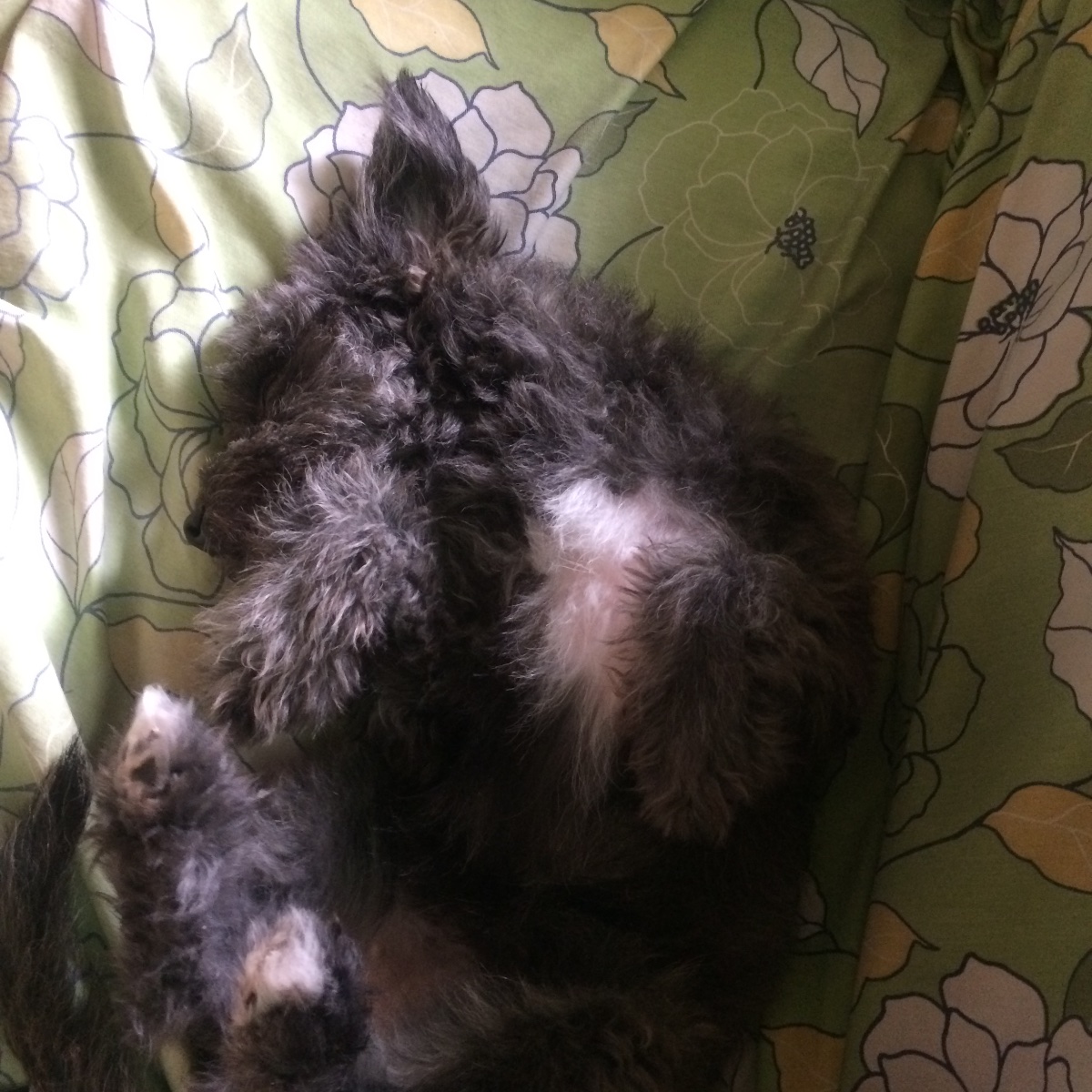 Pup, sleeping
