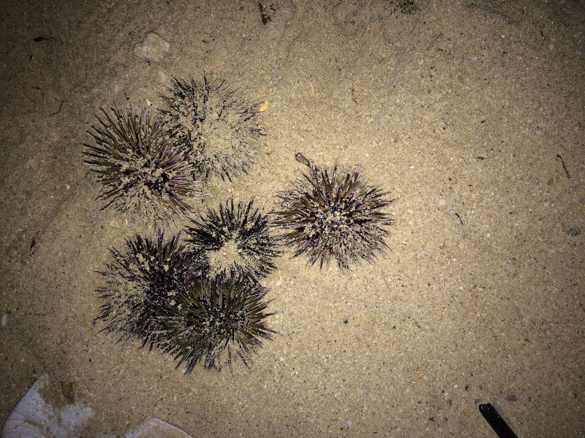 Sea Urchin, Beach, Sand