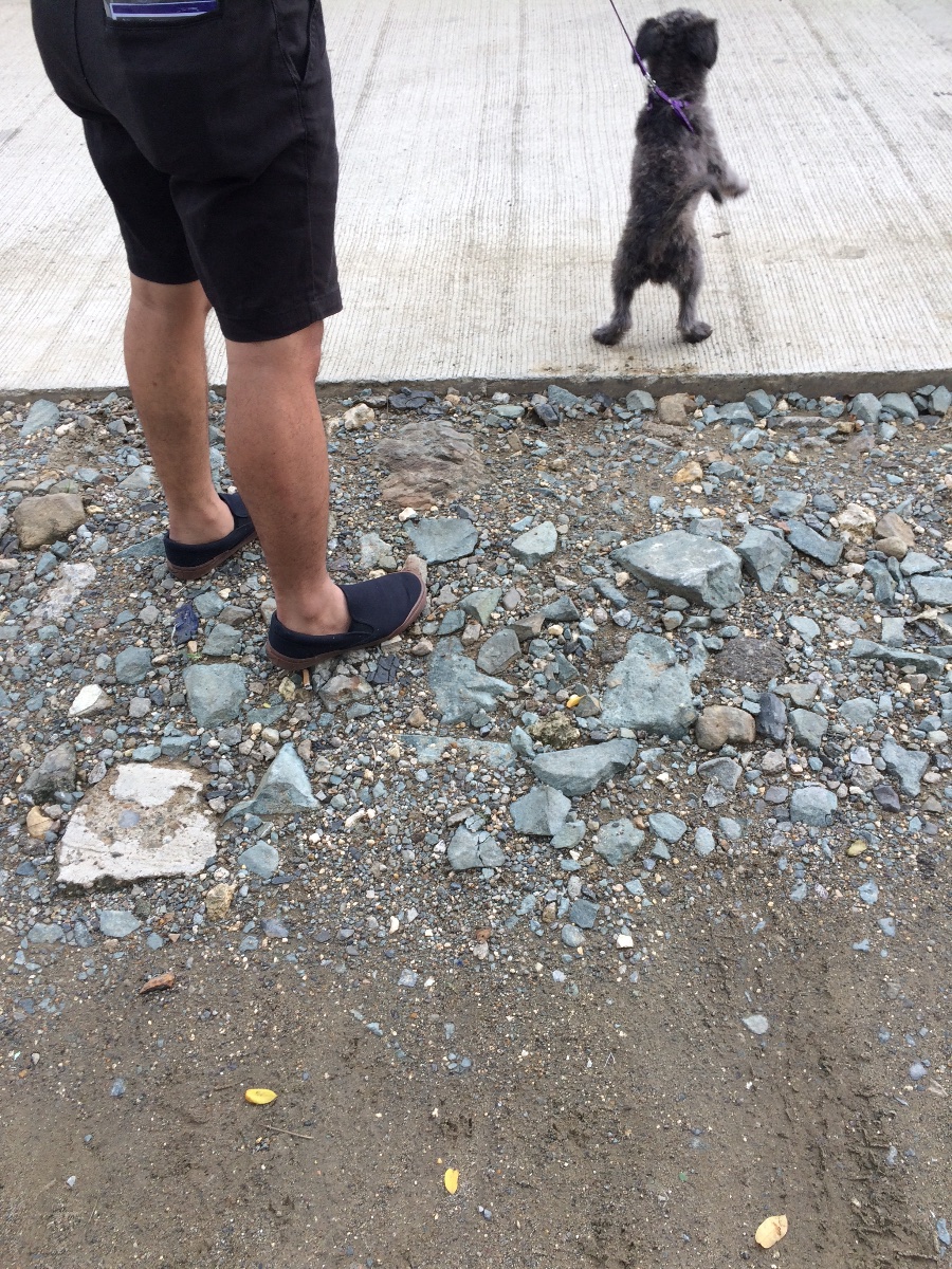 Street, Road, Dog, Puppy