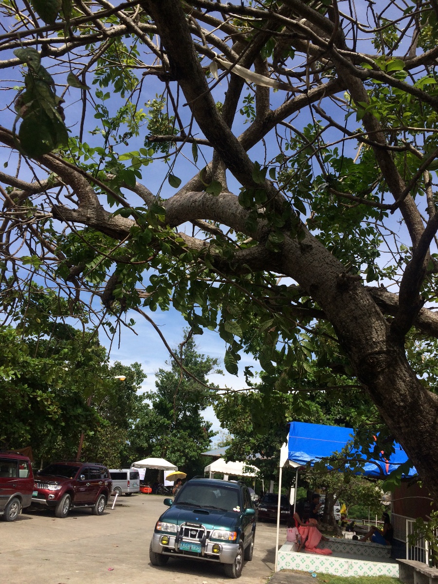 Tree, Road