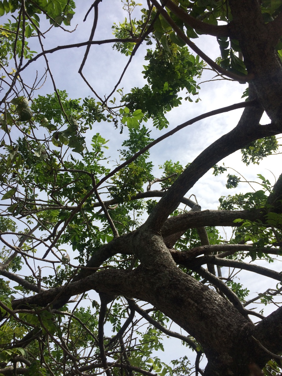 Tree, Sky