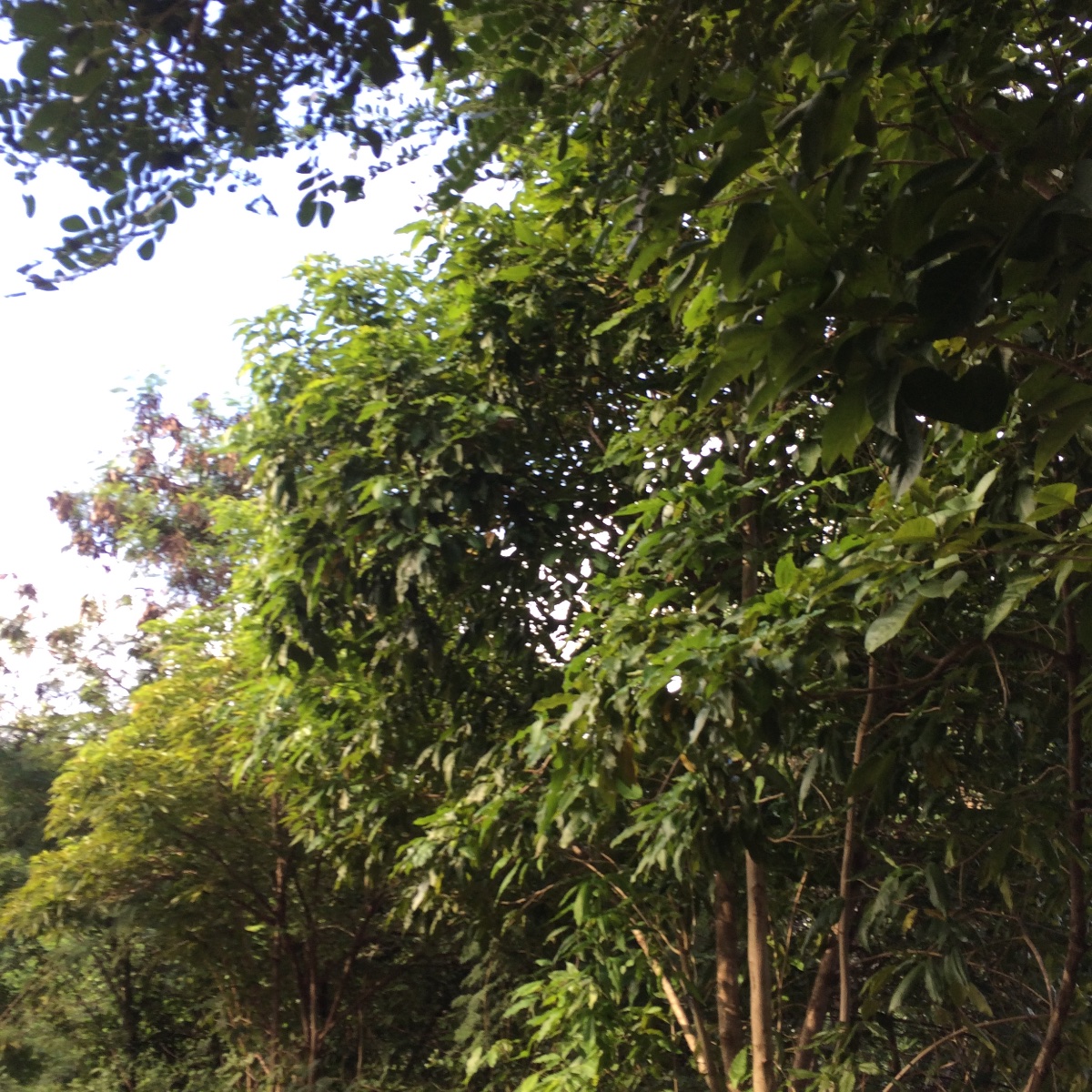 Tree, leaves