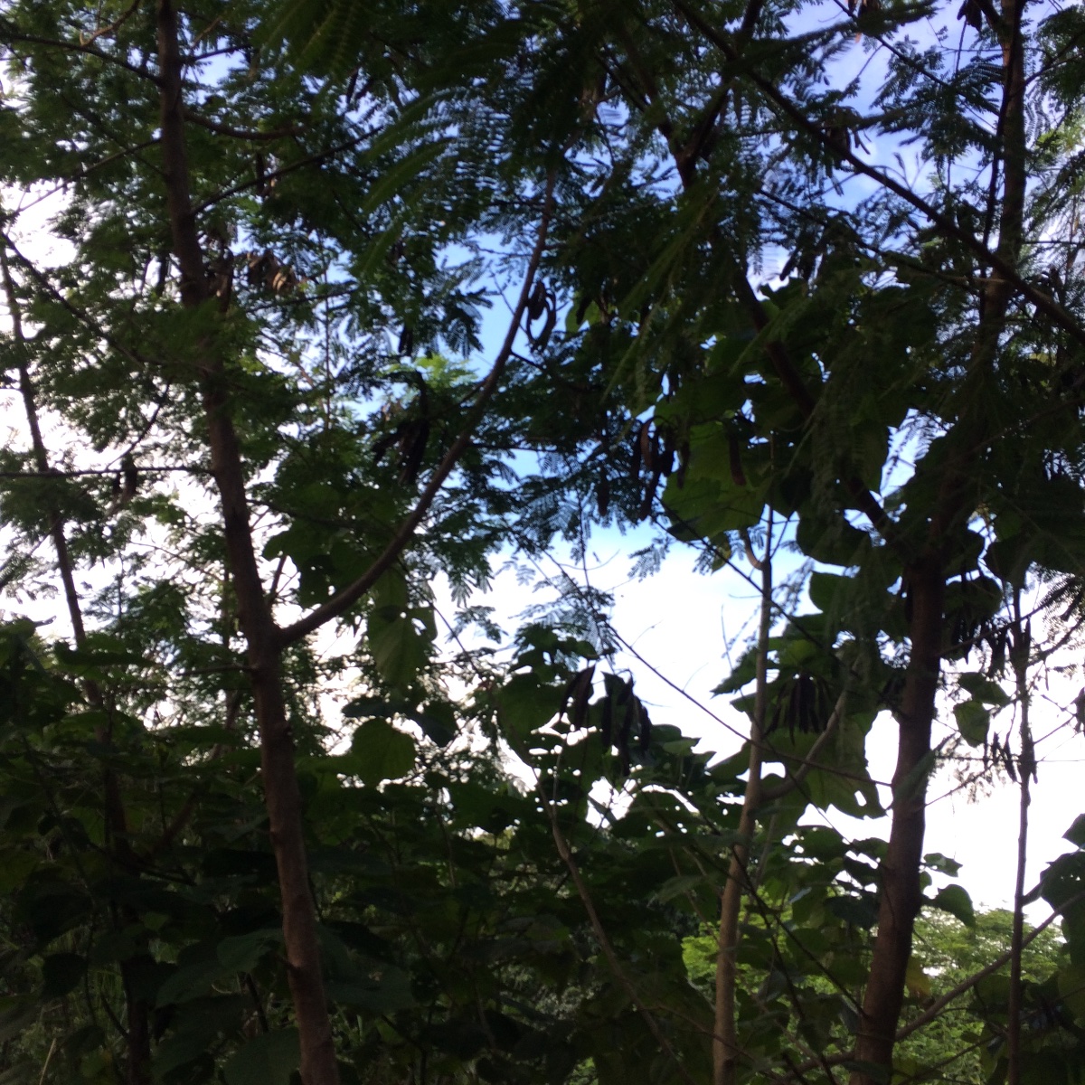 Tree, leaves