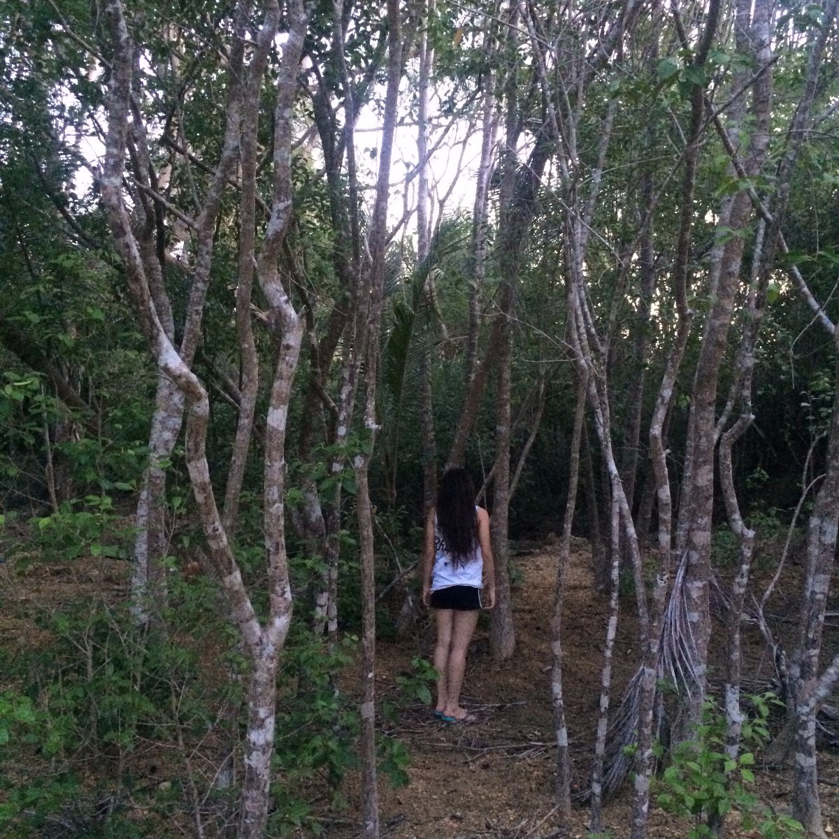 Trees, Province, Relax, Chill, Explore