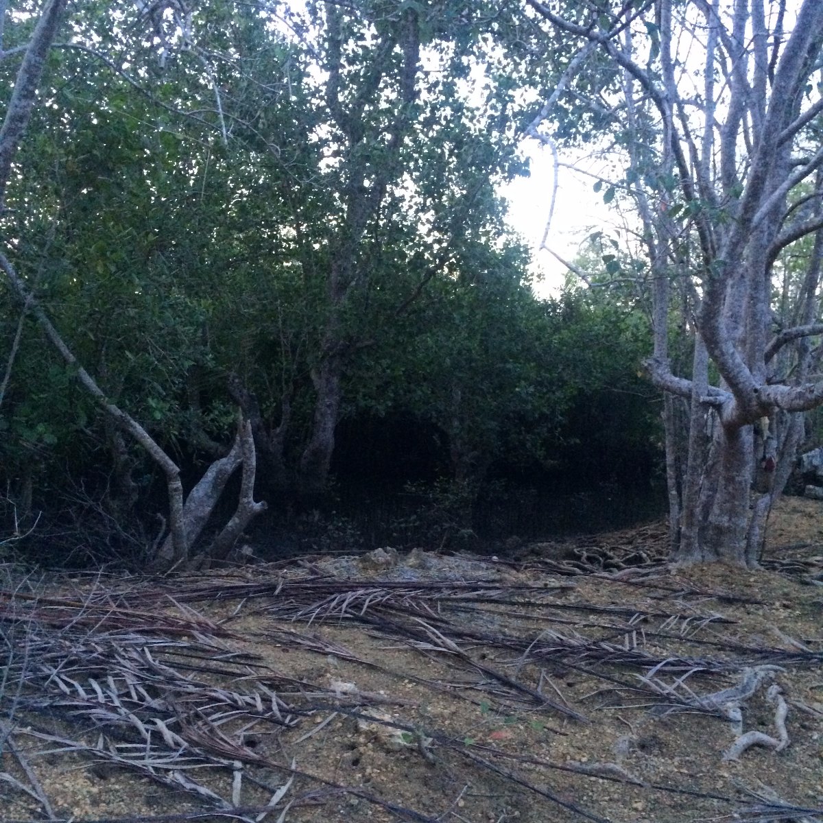 Trees, Province, Relax, Chill, Explore