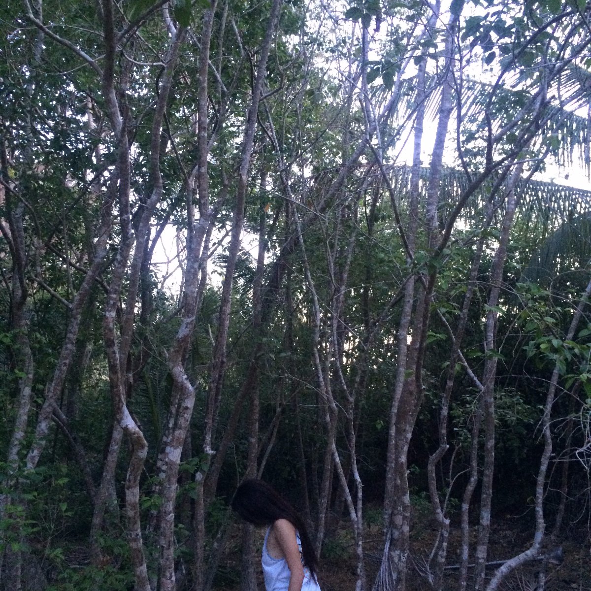 Trees, Province, Relax, Chill