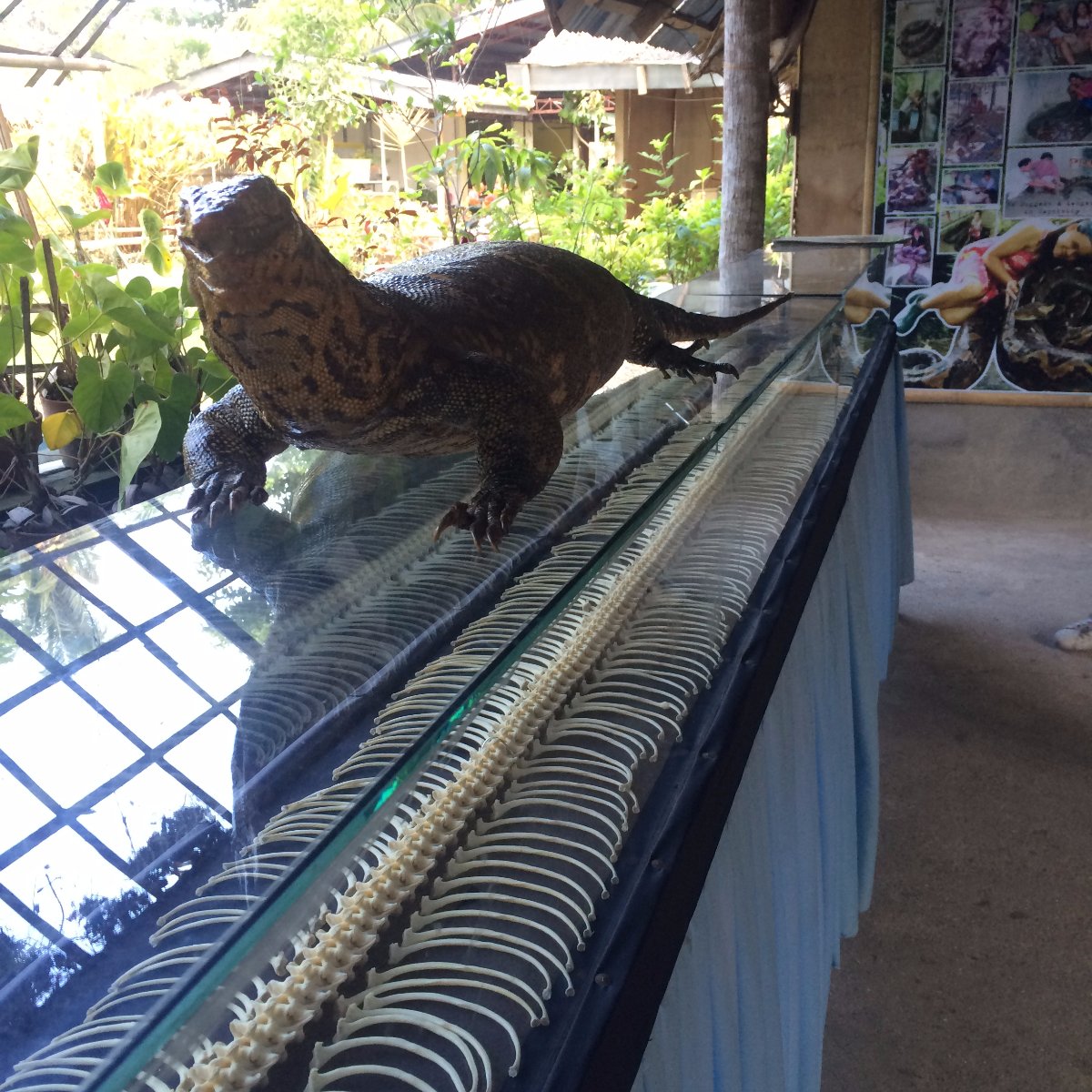 Zoo, Bones, Travel, Explore