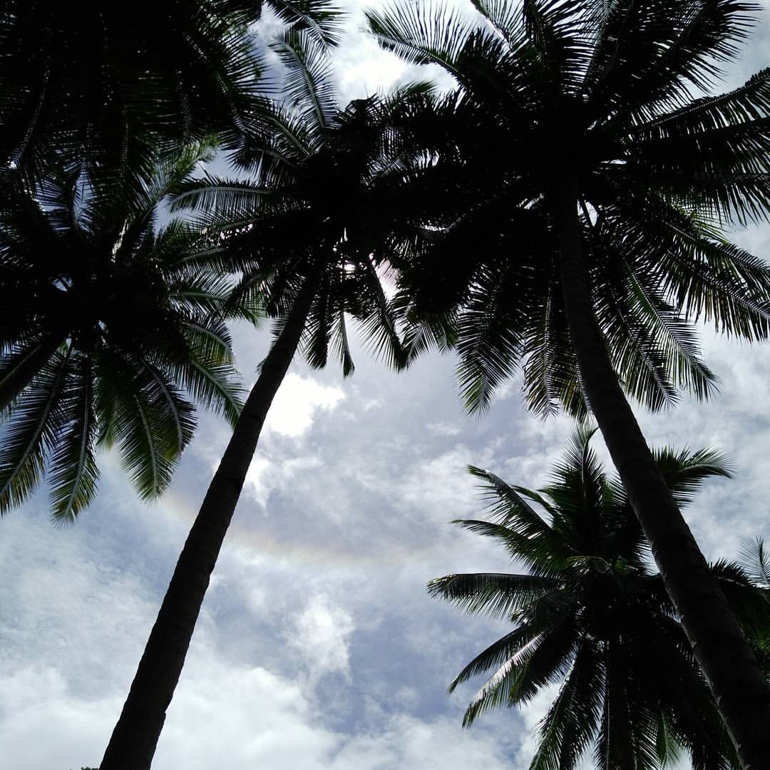 coconut