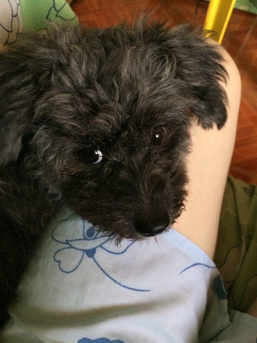 doggy
