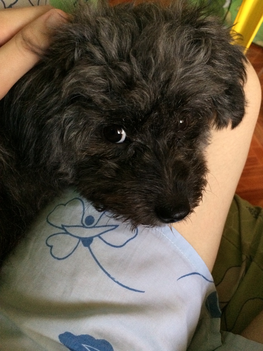 doggy