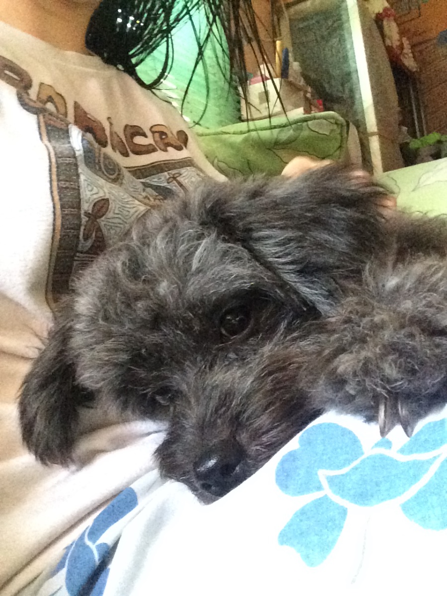 doggy