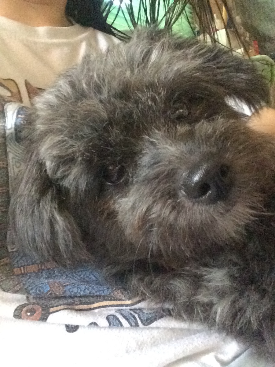 doggy