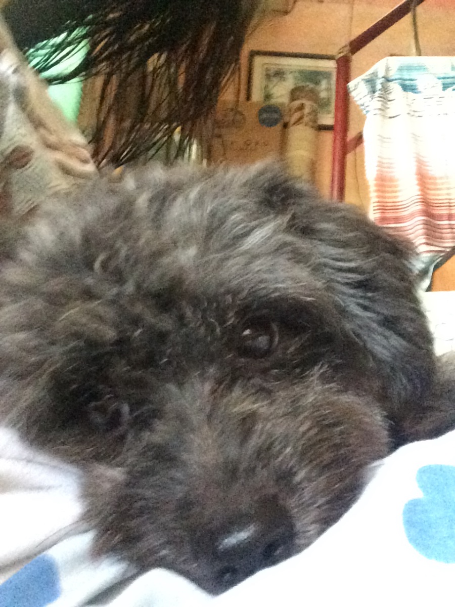 doggy