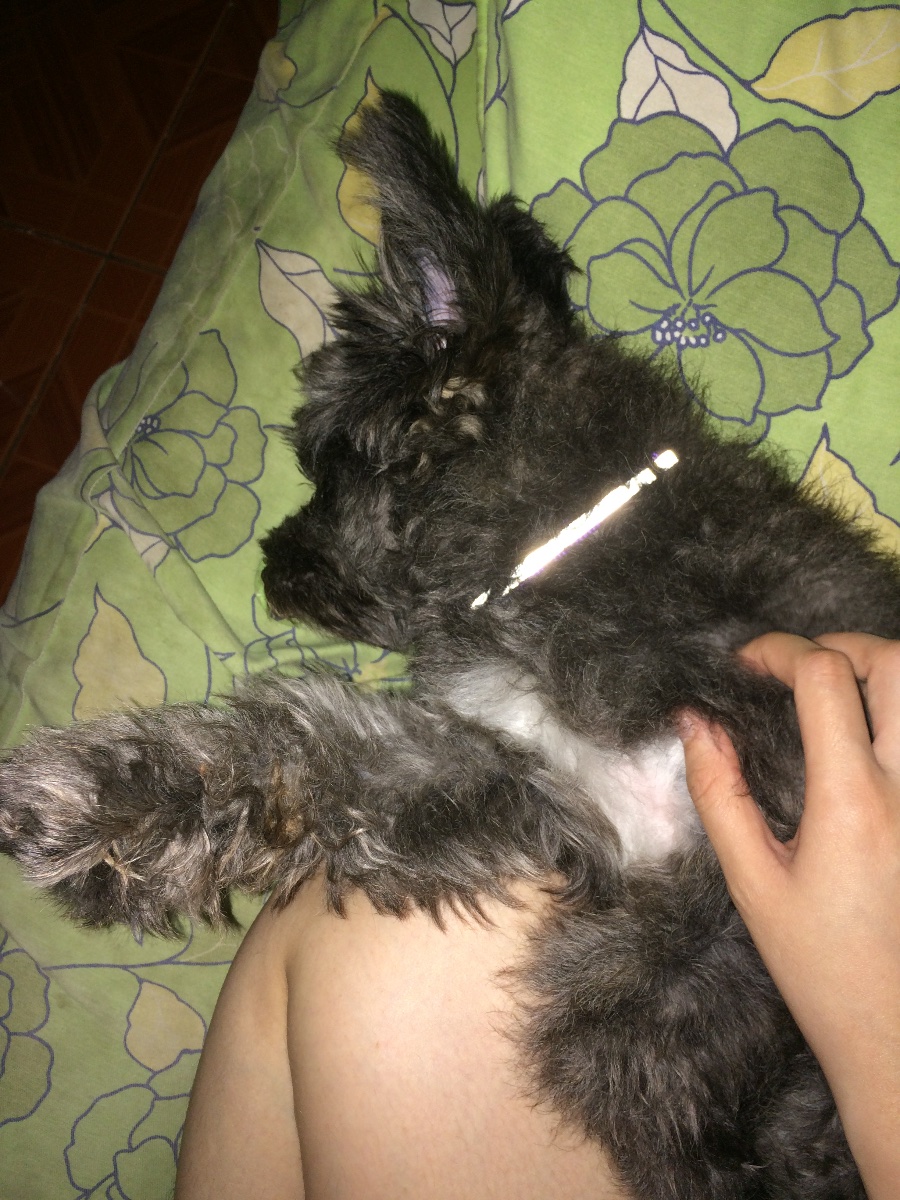doggy sleeping