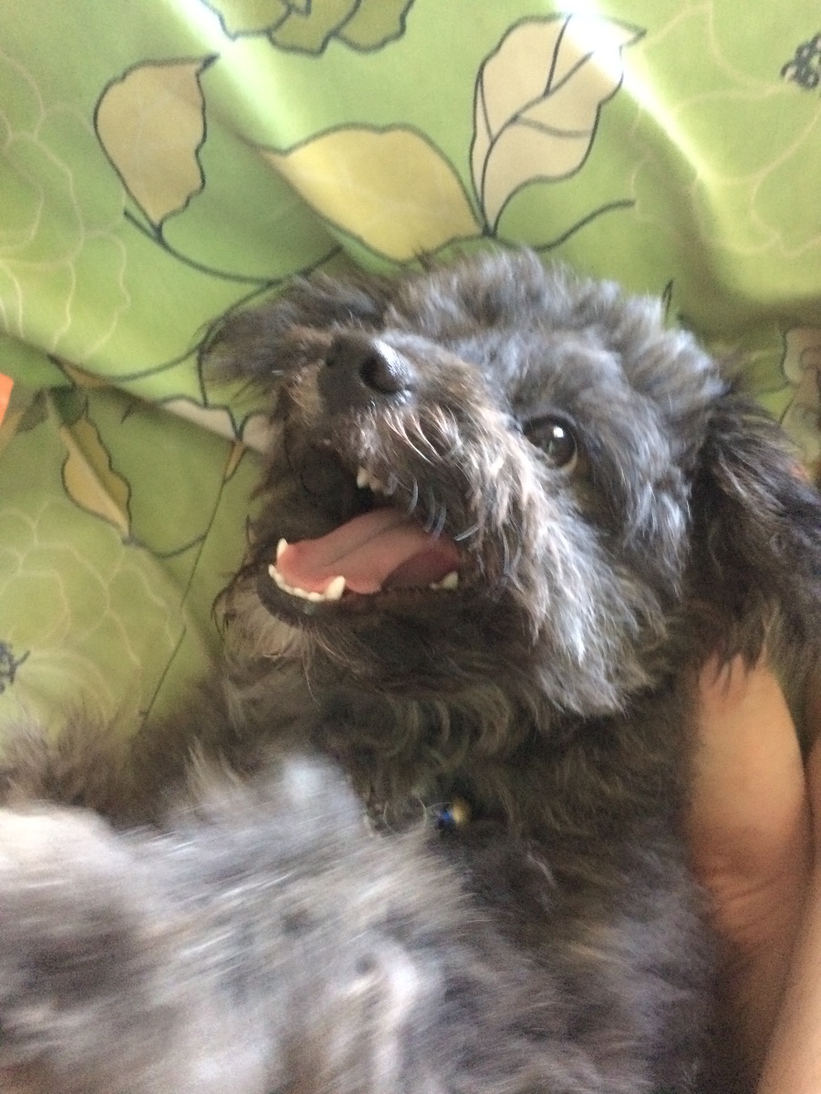 happy doggy