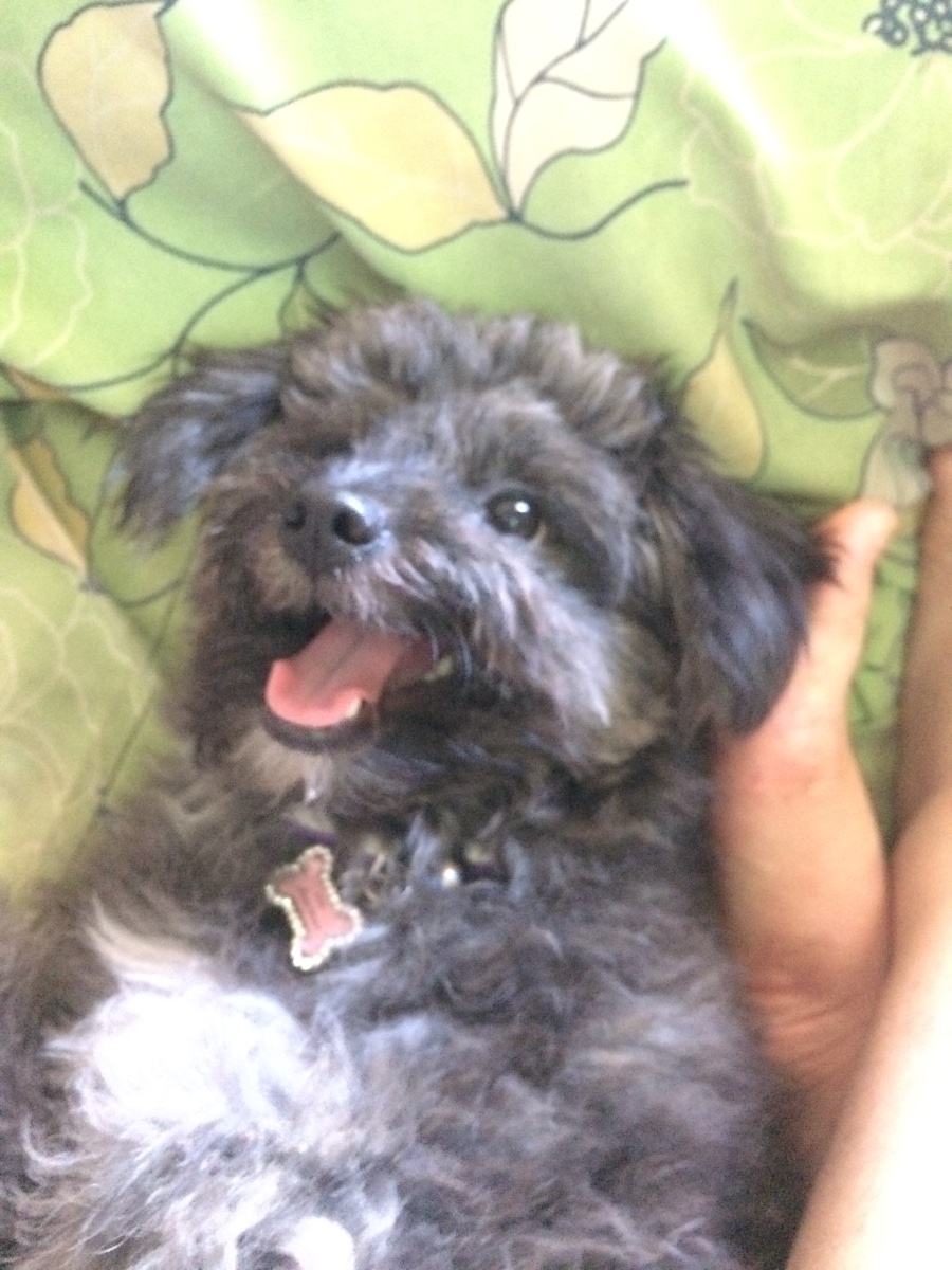 happy doggy