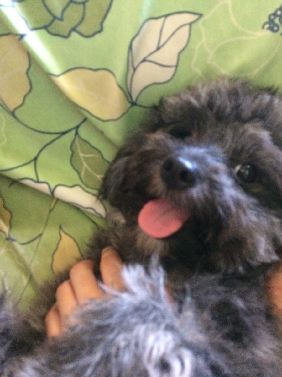 happy doggy