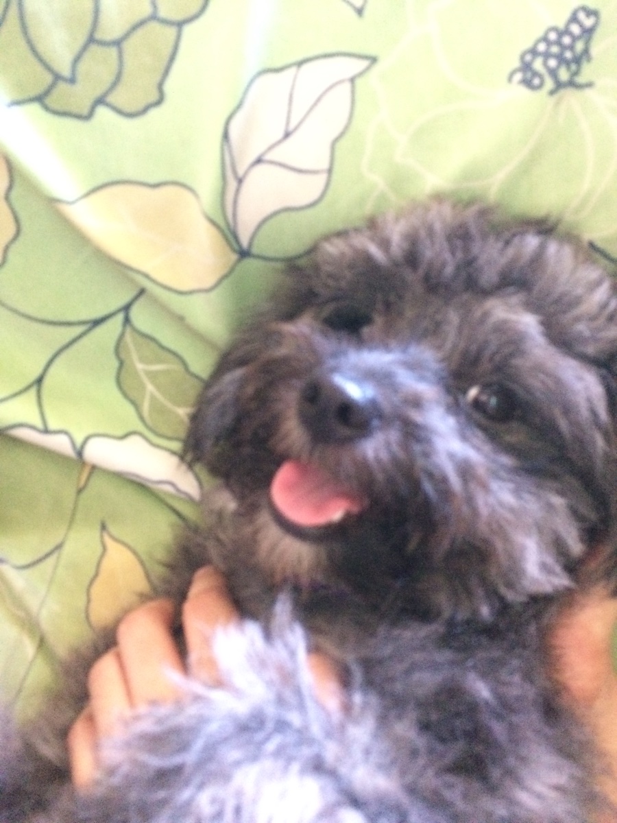 happy doggy