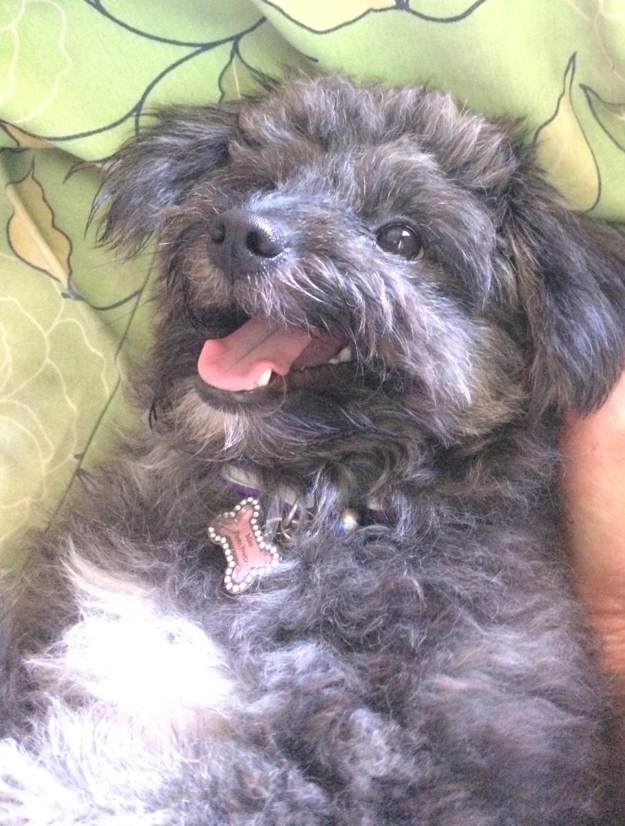 happy pup