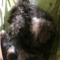 Pup