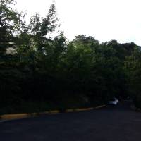 Tree, leaves