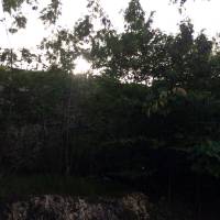 Tree, leaves