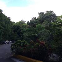 Tree, leaves