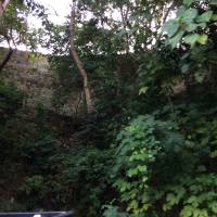 Tree, leaves