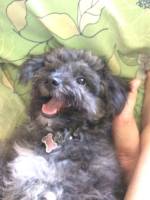 happy pup