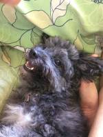 doggy sleeping
